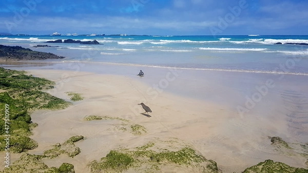 Fototapeta Sandy beach on the island of Isabela, Galapagos archipelago.
