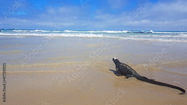 Fototapeta A marine iguana basking in the sun at the beach on the island of Isabela, Galapagos archipelago.