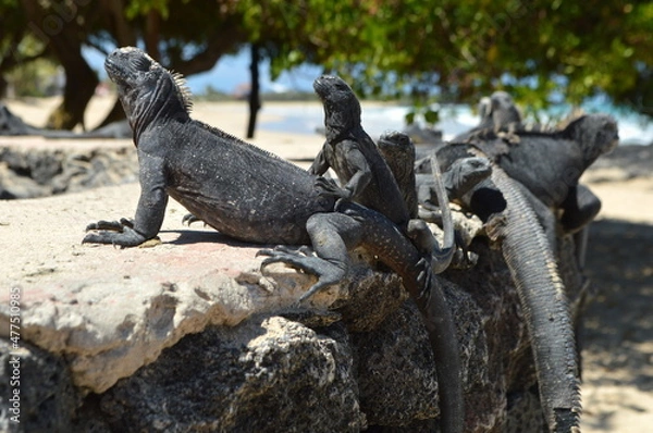 Fototapeta Marine iguanas basking in the sun at the beach on the island of Isabela, Galapagos archipelago.