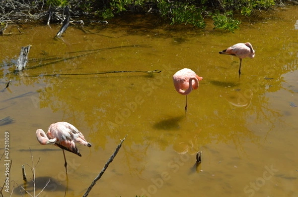 Fototapeta Pink flamingos on the lake, Galapagos Island, Isabela island, Ecuador
