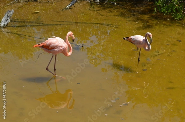 Fototapeta Pink flamingos on the lake, Galapagos Island, Isabela island, Ecuador