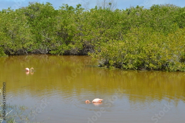 Fototapeta Pink flamingos on the lake, Galapagos Island, Isabela island, Ecuador