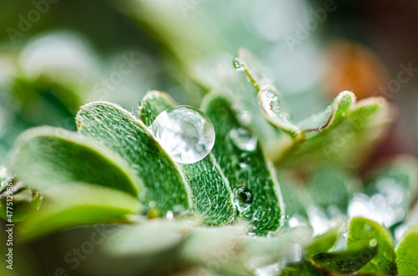 Obraz Macro Droplets Flowers