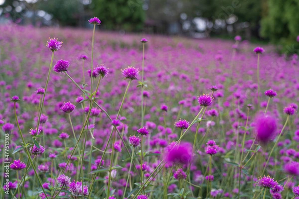 Obraz 아름다운 들판 가득한 보라색 꽃들