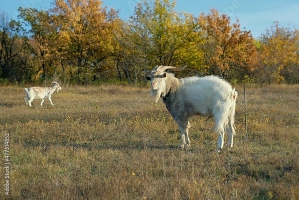 Fototapeta two goats on the field