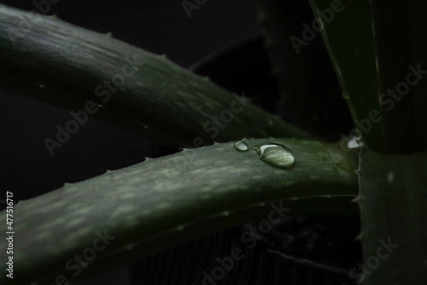 Fototapeta Aloe vera with water drops