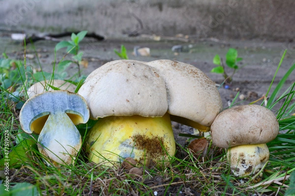 Obraz Two Caloboletus radicans and cross section