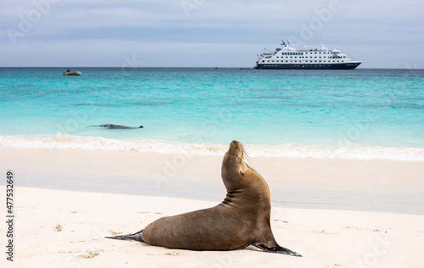 Obraz Landscape with Galapagos Sea Lion at shoreline with cruise ship in blurred background