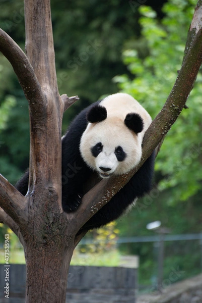 Obraz giant panda climbing a tree