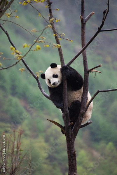 Obraz Giant Panda Cub climbing up in the trees