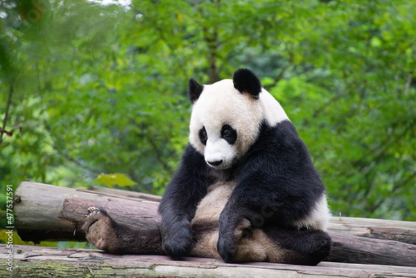Obraz three legged giant panda sitting looking sad