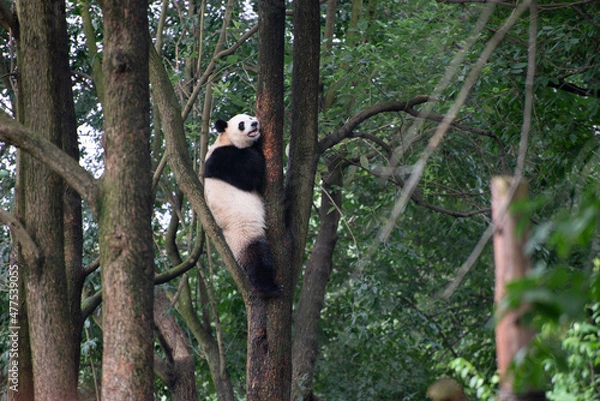 Obraz Giant panda up on a tree branch