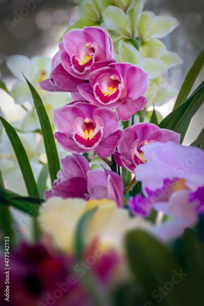 Fototapeta Orchid 03