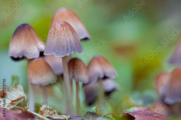 Fototapeta Mushrooms containing psilocybin grow in the forest..Closeup with shallow depth of field.