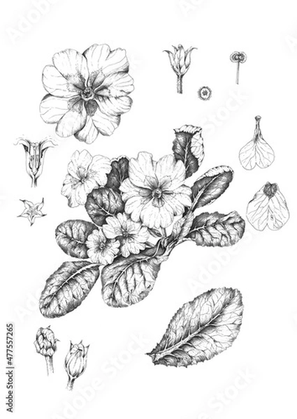 Fototapeta Botanical art drawing of primula primrose flowers, isolated on white background