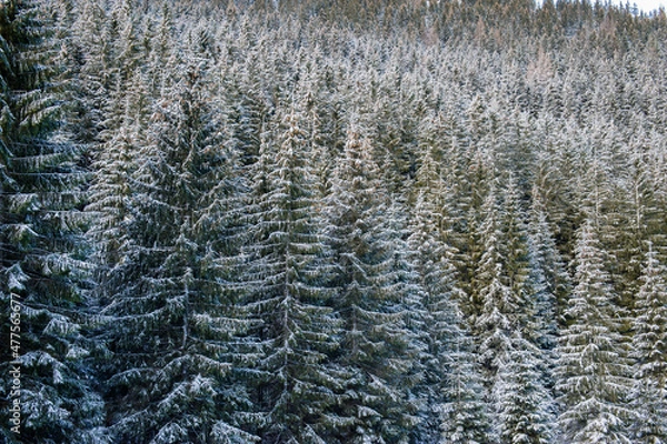Obraz winter forest landscape