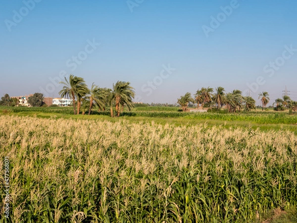 Fototapeta View of a green field with growing palm trees against the blue sky in Luxor. Copy space.