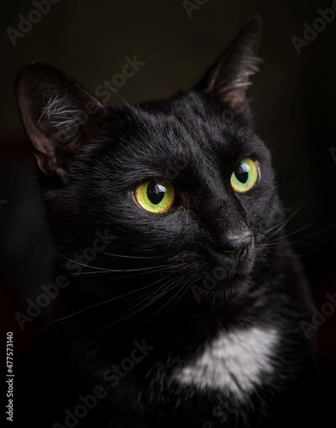 Obraz Low key portrait. A black cat with yellow-green eyes and a white spot on its chest looks out the window.