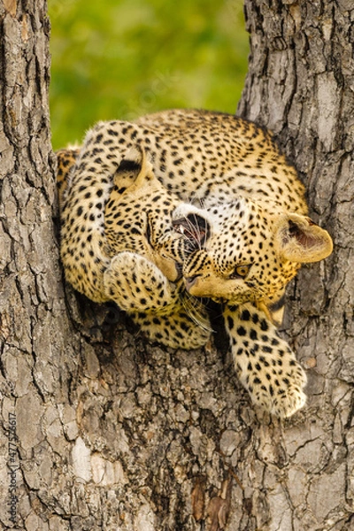 Fototapeta A vertical photograph of two Leopard cubs play fighting in a tree,  Sabi Sands Game Reserve, South Africa. 