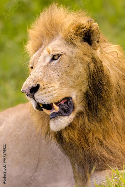 Fototapeta A vertical close-up portrait of a watchful majestic male lion looking to the side with its mouth open, at sunset, Sabi Sands Game Reserve, South Africa