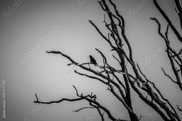 Fototapeta branches silhouette