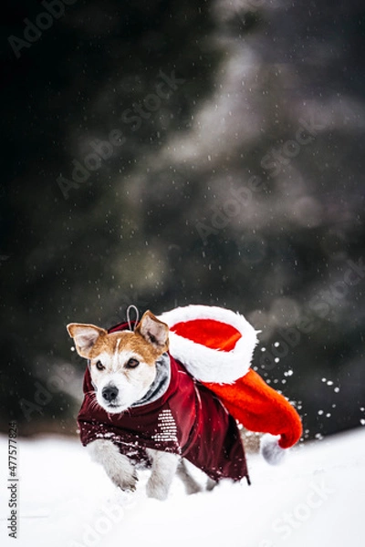 Obraz dog in christmas hat