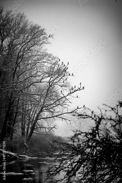 Fototapeta tree in the water