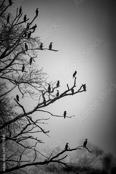 Fototapeta silhouette of a tree