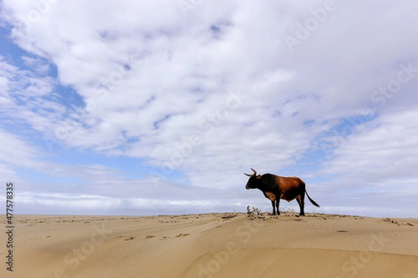 Fototapeta A horizontal shot of a bull cow standing on the beach against a vast blue sky with white clouds, Umngazi River Bungalows, Eastern Cape; South Africa