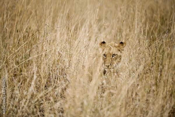 Fototapeta A horizontal shot of a well camouflaged lioness hiding in the tall brown dry grass, looking towards the camera, Madikwe Game Reserve, South Africa