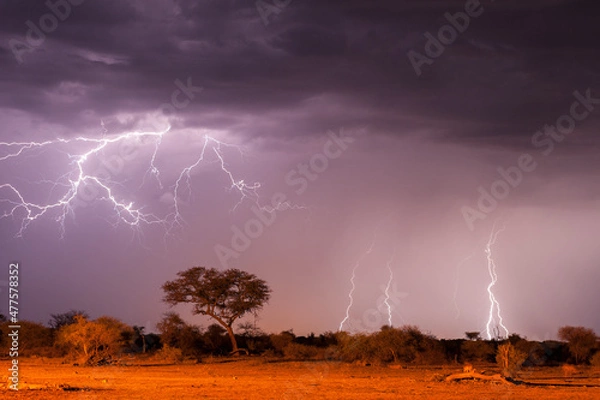 Fototapeta A horizontal shot of a dramatic lightning storm with a cloud filled sky, with trees in the foreground and thunderbolts in the sky, Madikwe Game Reserve, South Africa