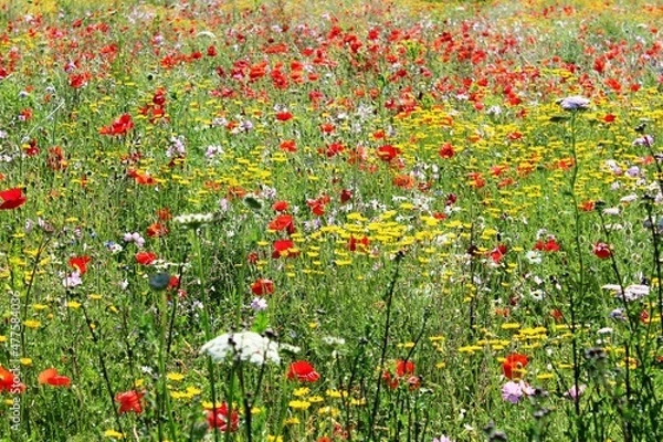 Fototapeta Blumenwiese