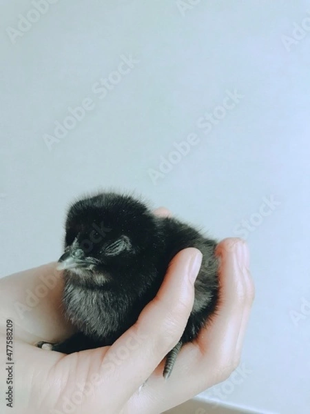 Obraz 오골계 병아리