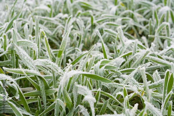 Fototapeta Frozen grass