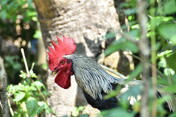 Obraz rooster in the garden