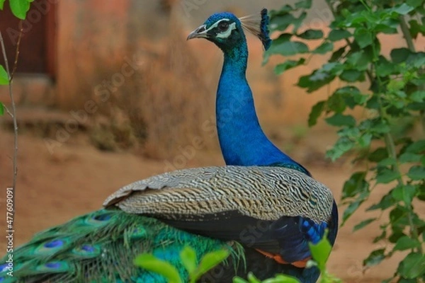 Obraz peacock with feathers