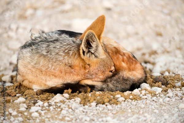 Fototapeta A horizontal shot of a black-backed jackal lying and sleeping on a pile of warm elephant dung to heat itself up, taken at dawn in the Etosha National Park, Namibia