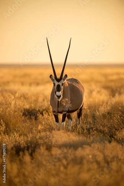 Fototapeta A vertical shot of an oryx grazing in long dry yellow grass, photographed during a golden sunrise in the Etosha National Park, Namibia
