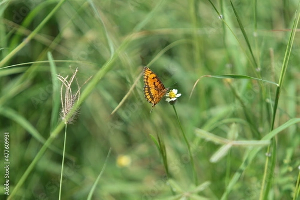 Obraz butterfly on grass