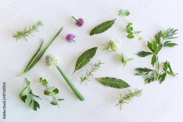 Obraz Edible plant collection isolated on white background. Ground Ivy, Rosemary, Allium, Chives, Bay Leaf, Ocimum Basilicum, Green Lovage.Top view.