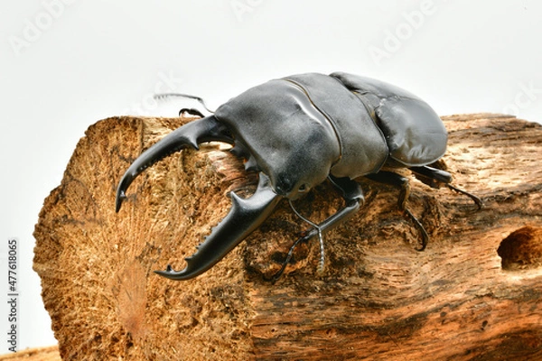 Obraz パラワンオオヒラタクワガタ
