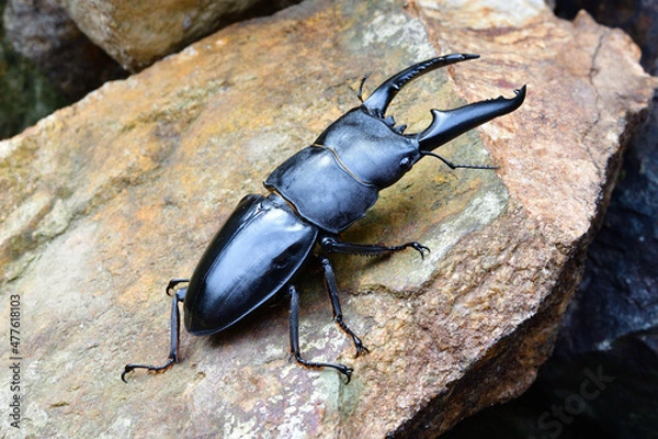 Obraz パラワンオオヒラタクワガタ
