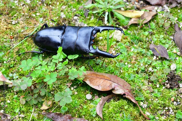 Obraz パラワンオオヒラタクワガタ
