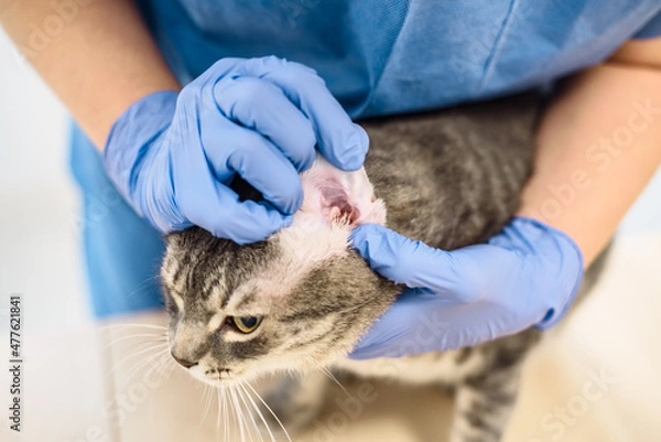 Obraz Veterinarian doctor is examining the ear of a cat