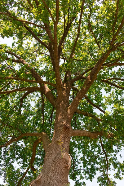 Obraz Old Oak z zielonymi liśćmi i szorstką korą o błękitne niebo o niskim punkcie widokowym, aby pokazać gałęzie.