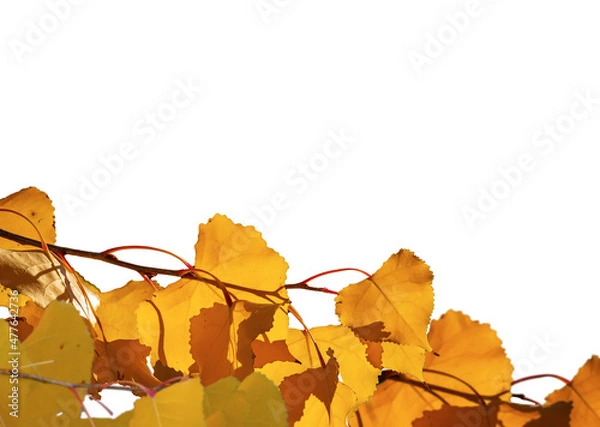Obraz autumn leaves isolated on white