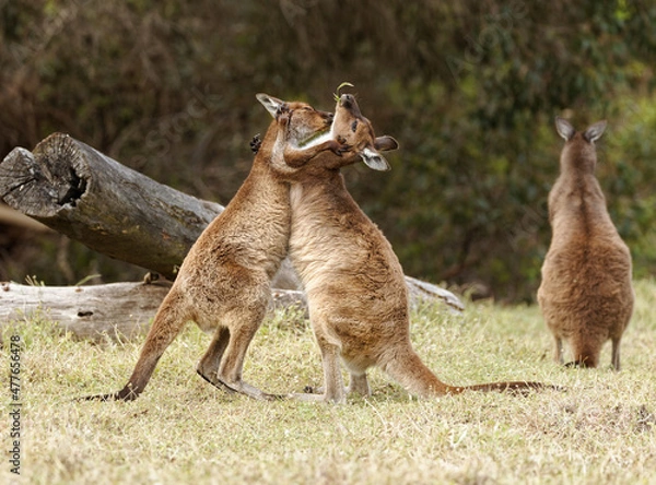 Fototapeta Zwei Östliche Graue Riesenkängurus beim Kampf
