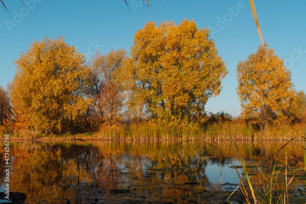 Fototapeta Autumn forest trees are reflected in the river. River in autumn forest.