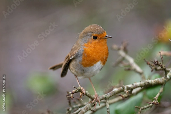 Obraz perched robin