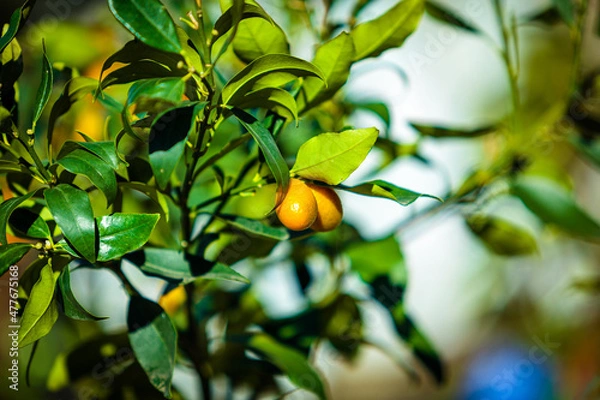 Fototapeta Small tangerine tree. Fortunella margarita Kumquats